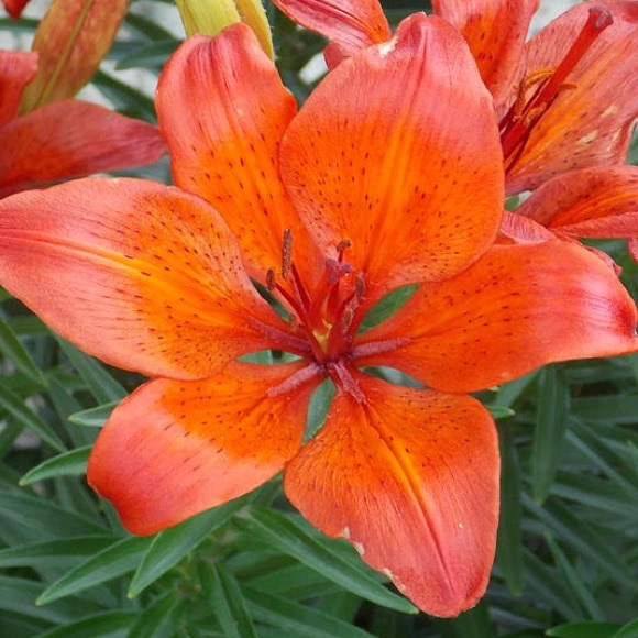 calikarla